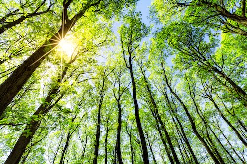 Plant a tree