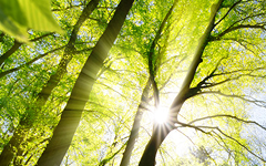 Plant a tree