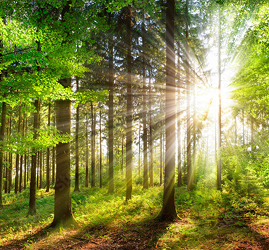 Trees with sunlight